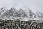 Program Zázračná planeta: Tučňáci - setkání s rodinou